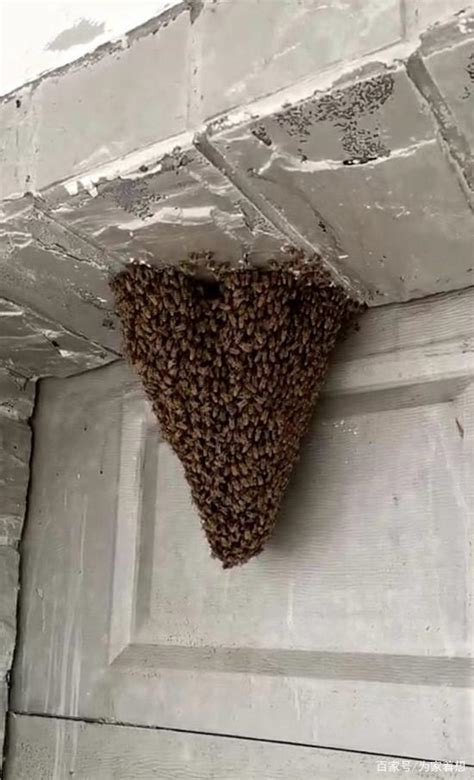 蜜蜂在家筑巢 风水 茶髮晶功效